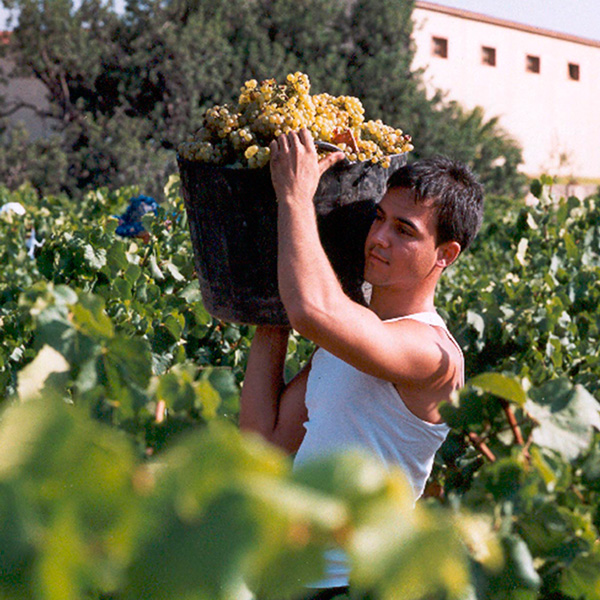 Home recollint raïm