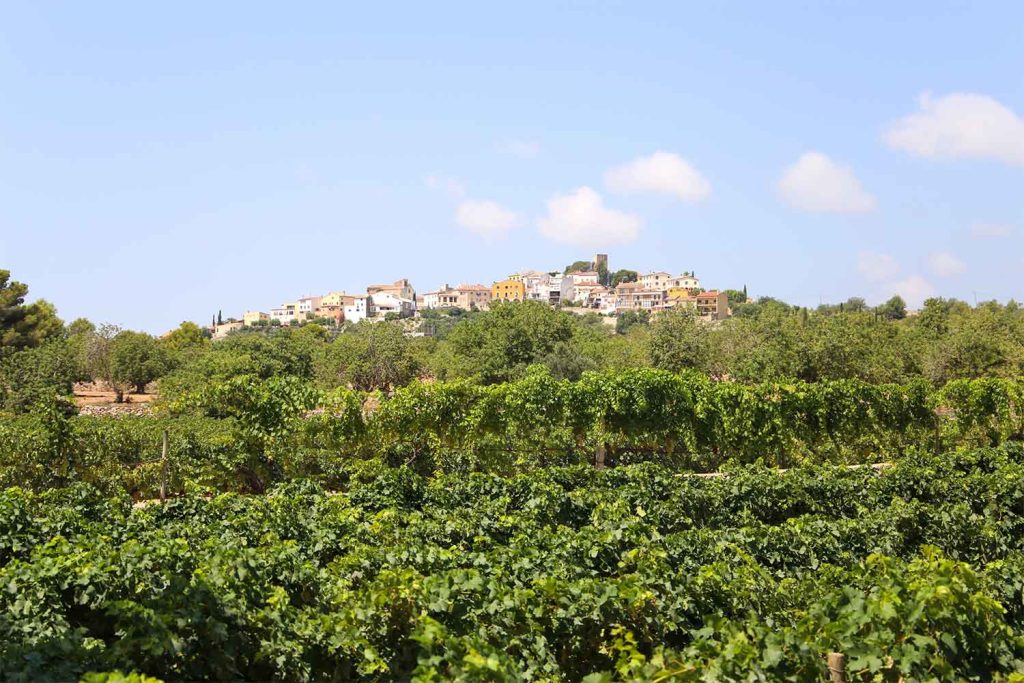 Imatge de les vistes de vinyes i Sant Vicenç de Calders durant la visita al celler al Penedès d’Avgvstvs Forvm