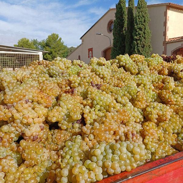 Imatge de la recollida del raïm al celler del Penedès Avgvstvs Forvm