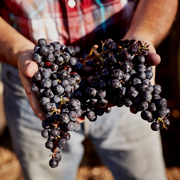 Imagen detalle de la recogida de la uva en Avgvstvs Forvm durante la vendimia 2023.