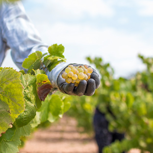Imagen detalle de la vendimia 2023 de las variedades blancas de uva en la bodega del Vendrell Avgvstvs Forvm.