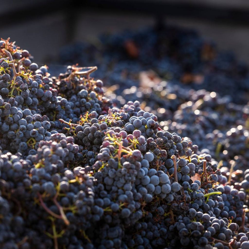 Imatge de raïm dins del camió