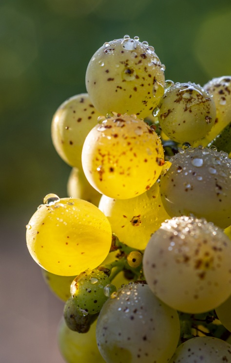 imagen de vino blanco