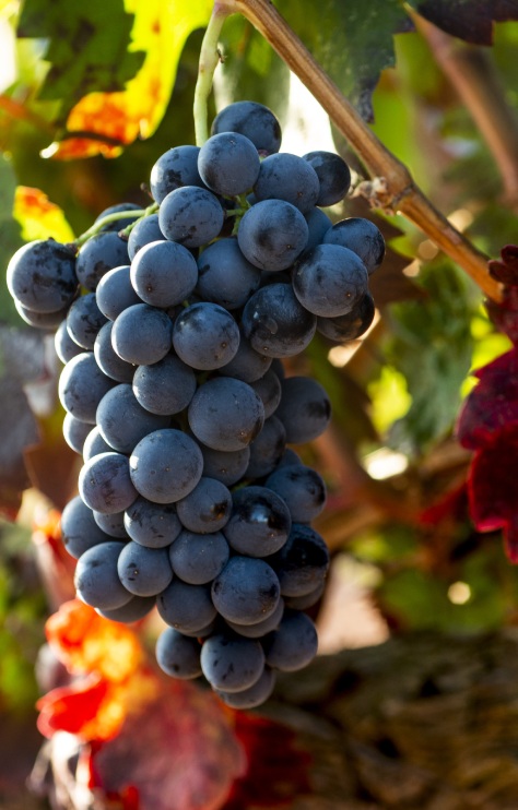 imagen de vinos rosados