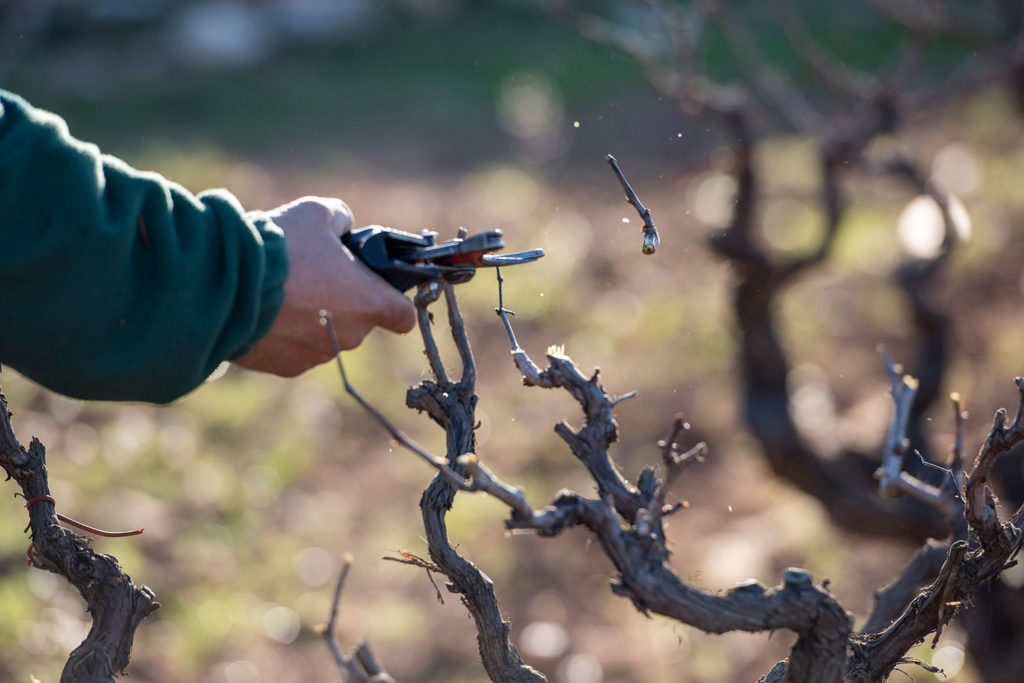 Poda de vinyes a celler al Penedès