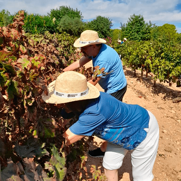 Imatge d’un moment de la Festa de la Verema a celler al penedès