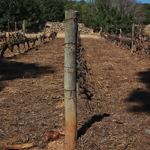 Imatge de la zona de conreu de les vinyes d’Avgvstvs Forvm on s’està aplicant la tècnica del mulching