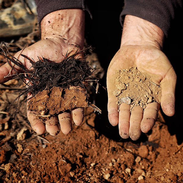 Imatge detall del sòl a la finca d’Avgvstvs Forvm amb l’aplicació de la tècnica del mulching
