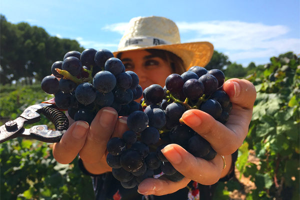 Imatge de la festa de la verema