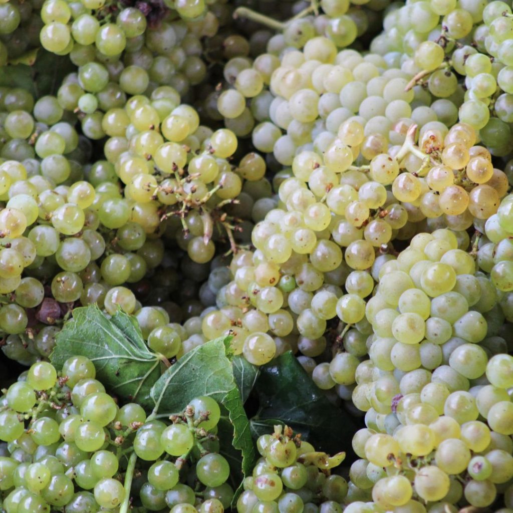 Imatge de raïm del celler Avgvstvs Forvm