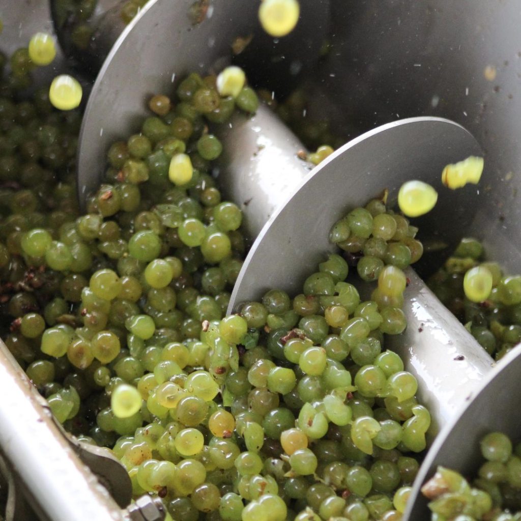 Imatge de raïm del celler Avgvstvs Forvm