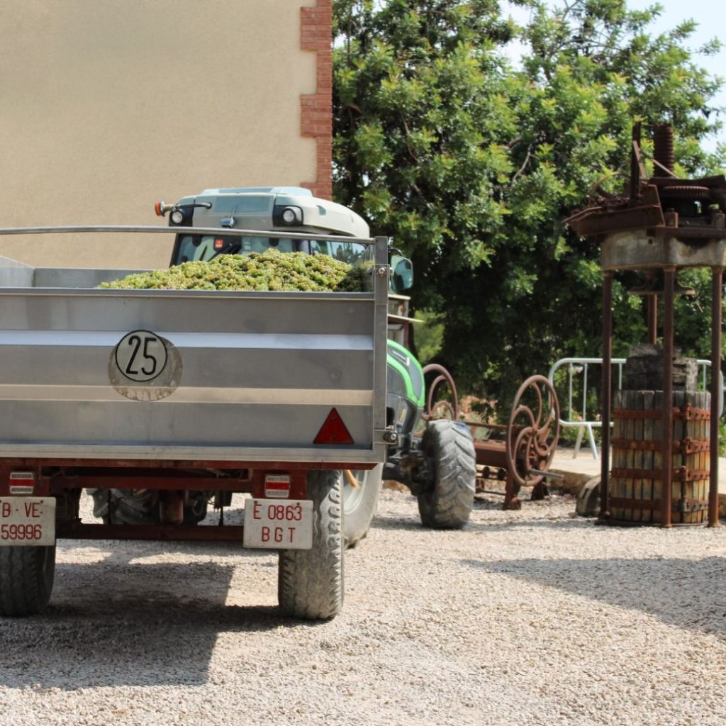 Imatge de raïm del celler Avgvstvs Forvm