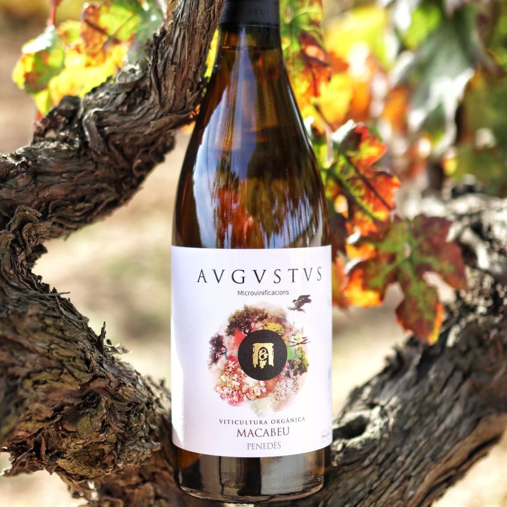 Imatge de Macabeu d'Avgvstvs Forvm