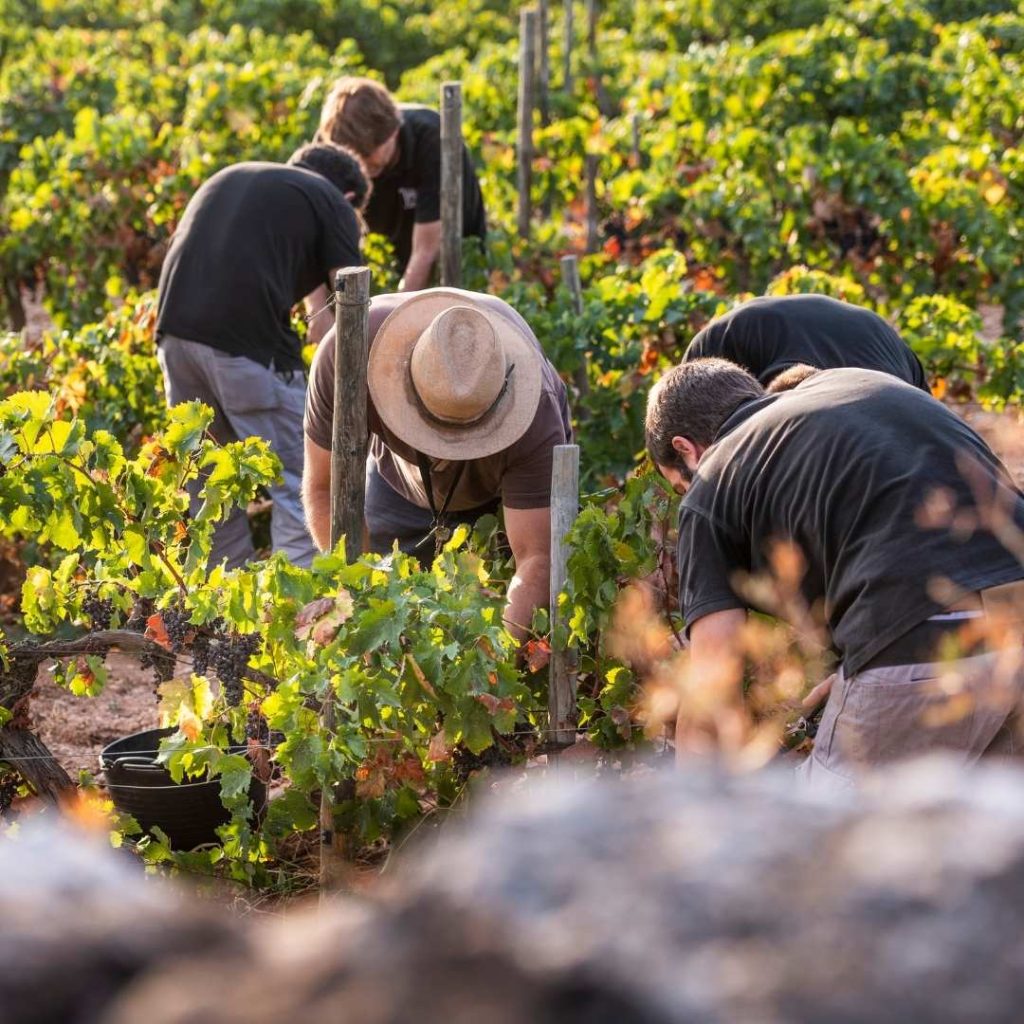 Imagen de viña sostenible AF