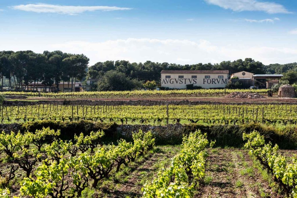 Imagen de viña sostenible Avgvstvs Forvm