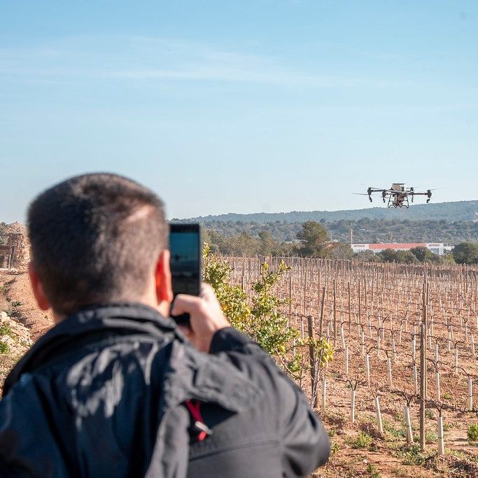 Image of a drone flying over Avgvstvs Forvm's vines.