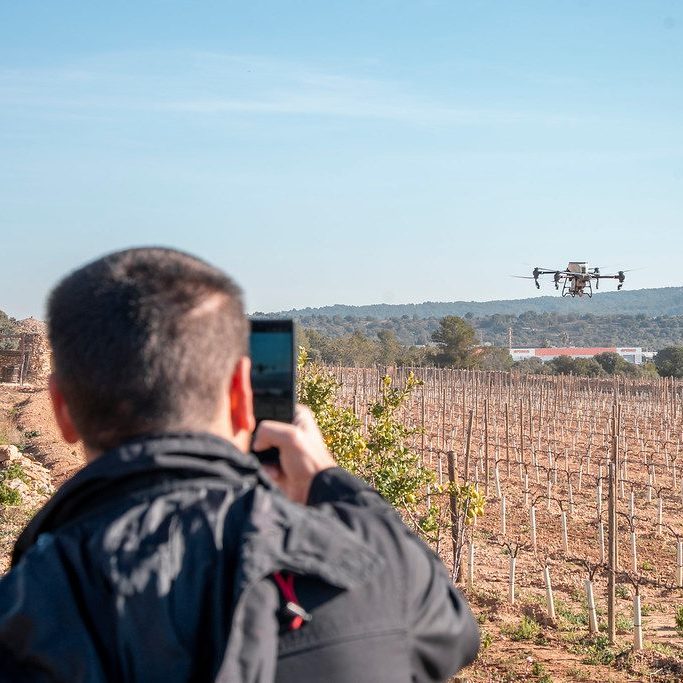 Imatge d'un dron sobrevolant les vinyes d'Avgvstvs Forvm