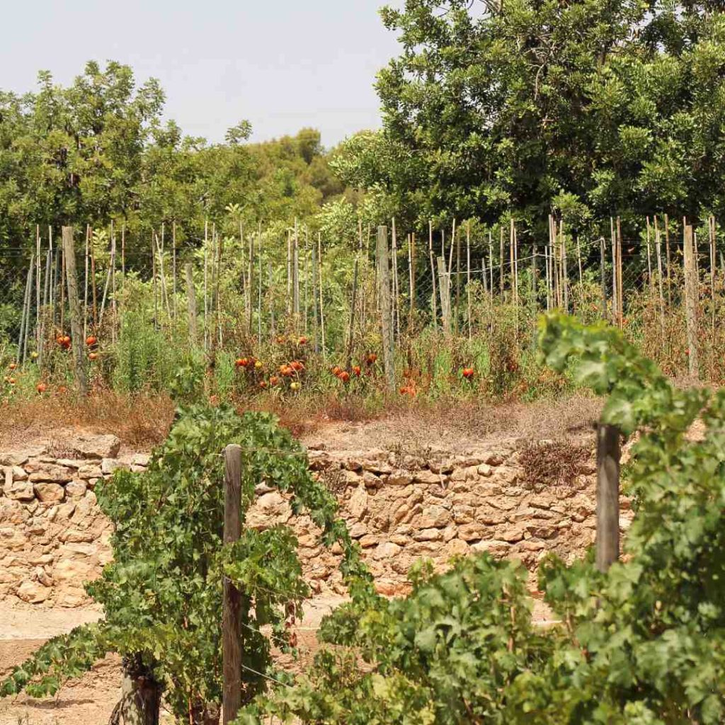 Fotografía de l'hort a Avgvstvs Forvm
