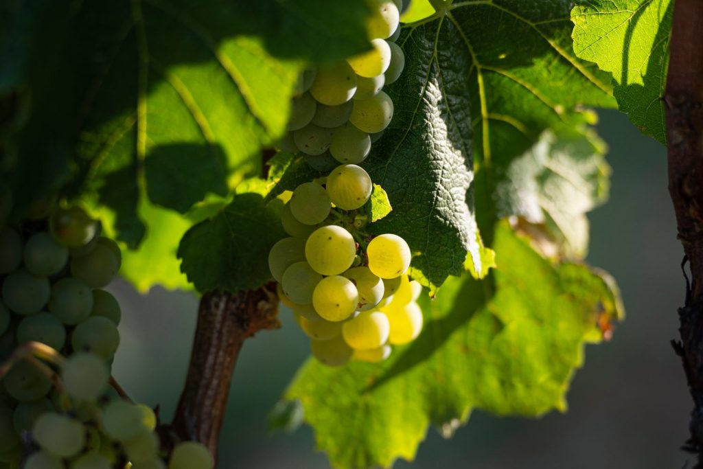 Fotografia de la vinya a punt de la verema a d'Avgvstvs Forvm
